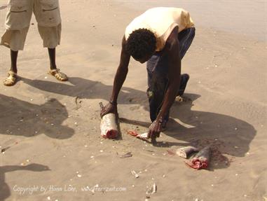 Gambia 02 Der Strand,_DSC01087c_B740